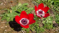 /album/wildflowers/anemone-coronaria-yp-phoenicea-jpg/